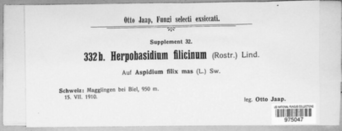 Herpobasidium image